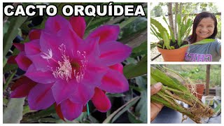 👉 CACTO ORQUÍDEA Plantio das MUDAS ENRAIZADAS NA ÁGUA 😍 - thptnganamst.edu.vn