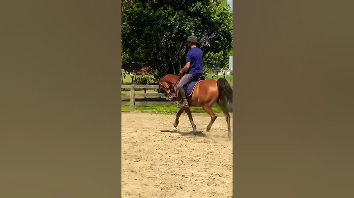 Disco - Hilkens Denali warmblood