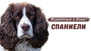 видео Русский спаниель - характеристика породы, особенности характера и содержания