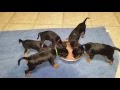 Mia's second litter of German Pinschers. (Week #5) の動画、YouTube動画。