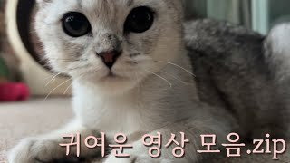 집사 최애 영상 모음 | 고양이 일상