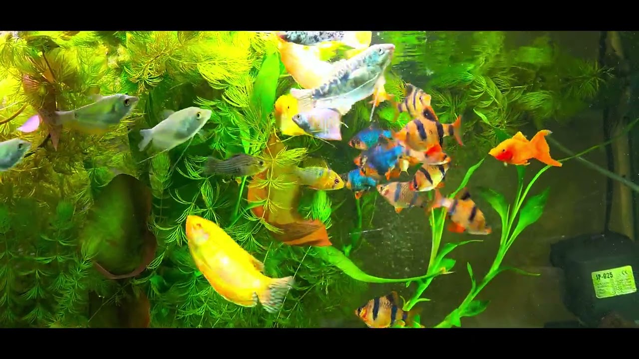 150-gallon community aquarium 