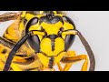 Macro focus stacking - Macro photography series - part II