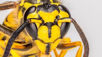 Macro focus stacking - Macro photography series - part II