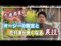 生産者直伝！オージープランツの剪定と花付きが良くなる裏技！【オージープランツ】