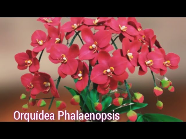 Orquídea Phalaenopsis Vermelha em Eva... - thptnganamst.edu.vn