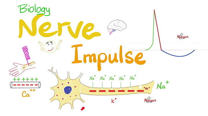 Flow chart of nerve impulse transmission