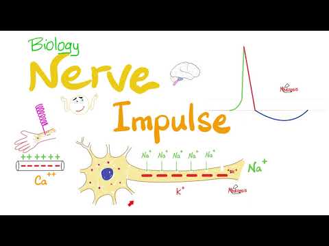 Video: Hvilke elektriske impulser går fra nevron til nevron?