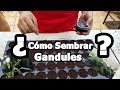 Como sembrar  de gandules