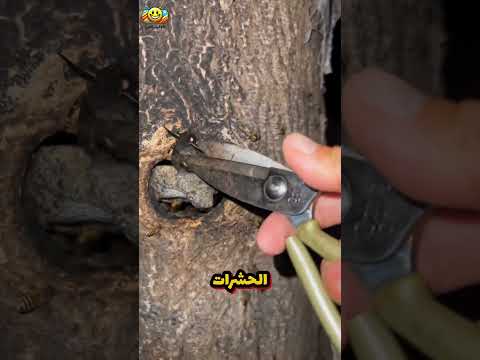 معركة الرجل مع العث لحماية خلايا النحل