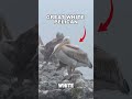 TOP 5 Largest Birds in the World 🏆🌎 #shorts