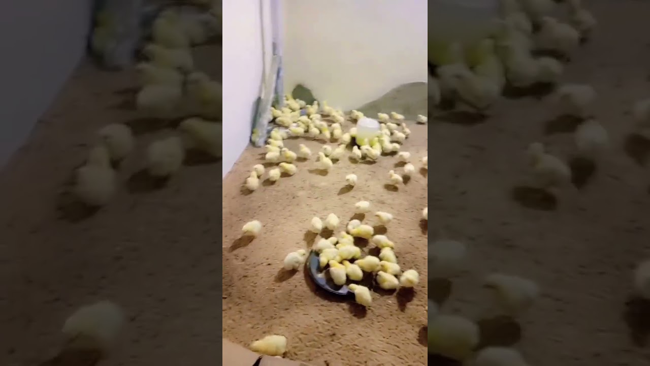 MashAllah New Stoke Aygaya Broiler Ka 