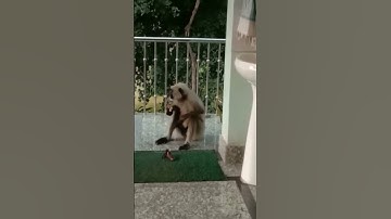 ape eating banana #shorts #viralvideo #youtubeshorts