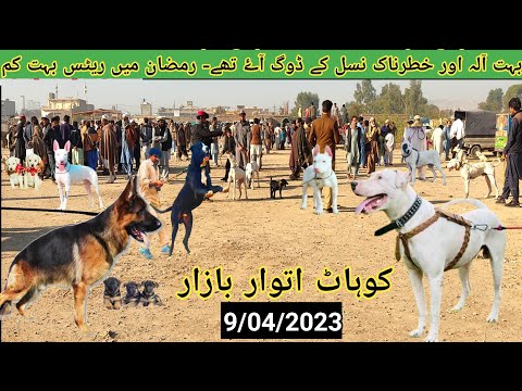Kohat Dogs Bazar | Kohat dog mandi, Kohati gultair, German shepherd, bully dog | Pk Animals