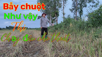 Bẫy chuột đồng mùa cắt lúa... dính thấy mà mê...