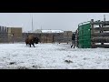 Elk Island Park - Wood Bison