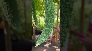 Ampalaya / Bitter Gourd Harvesting with friends in Belgium #ampalaya #bittergourd #shortvideo