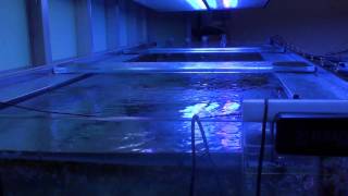DIY Wavebox to 2800L (740g) Reef Aquarium