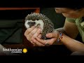 Hedgehog Release Process and Behavior