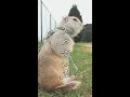 リスのお散歩はしんどい。#Shorts