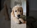 Meet Teddy! 🐾🧸 Pedigree Premium Golden Retriever Puppy  💛 #cute #golden