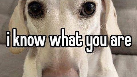 normal block sumo game