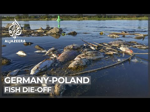 Germany, Poland discuss mysterious fish die-off in River Oder