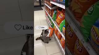 Mapache llevándose papitas del supermercado #ia #shorts #viral #funny #yosoydelos7mil #memes