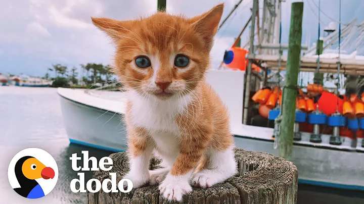 Cat Raised By Dogs Races To The Ocean To Swim | The Dodo