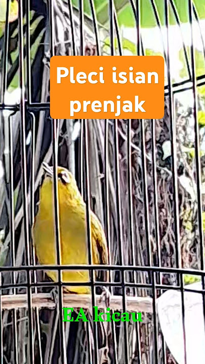 Suara burung Pleci isian prenjak #iyon #keep