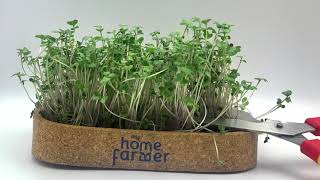 MyHomeFarmer Microgreens Grow Kit