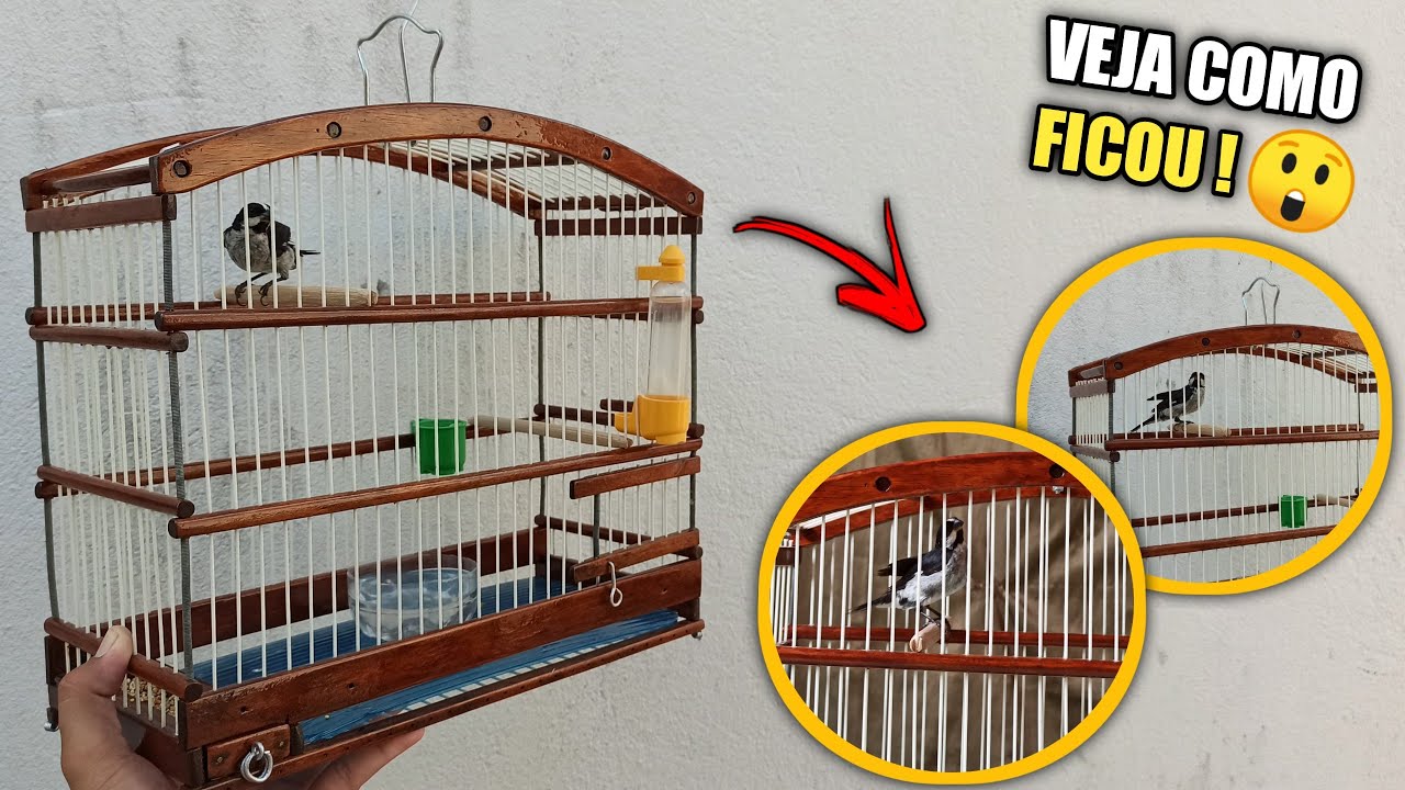 ESSA VAI SAR A GAIOLA DO MEU BIGODINHO !