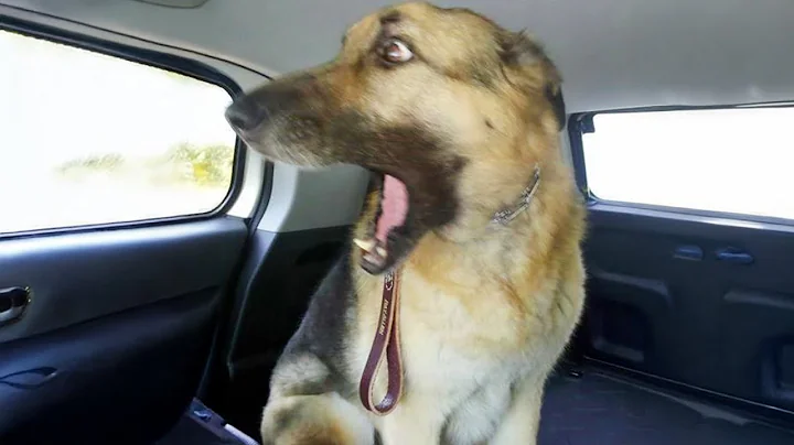 Overdramatic Dogs Who Deserve An Oscar 😁 Funny Dog Videos 2025 thumbnail