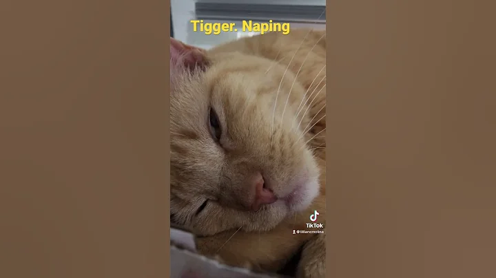 Tigger sleeping