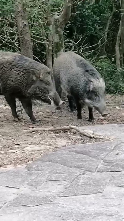 A MALE WILD BOAR WANTS TO MATE WITH A FEMALE BOAR