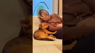 Dogs Being Adorable Funnyanimal