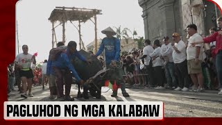 Kneeling Carabaos Take Center Stage In Philippine Festival