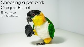 Choosing a Pet Bird  Caique Parrot Review