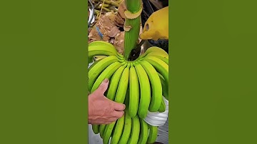 The process of separating bananas from their stems #shorts