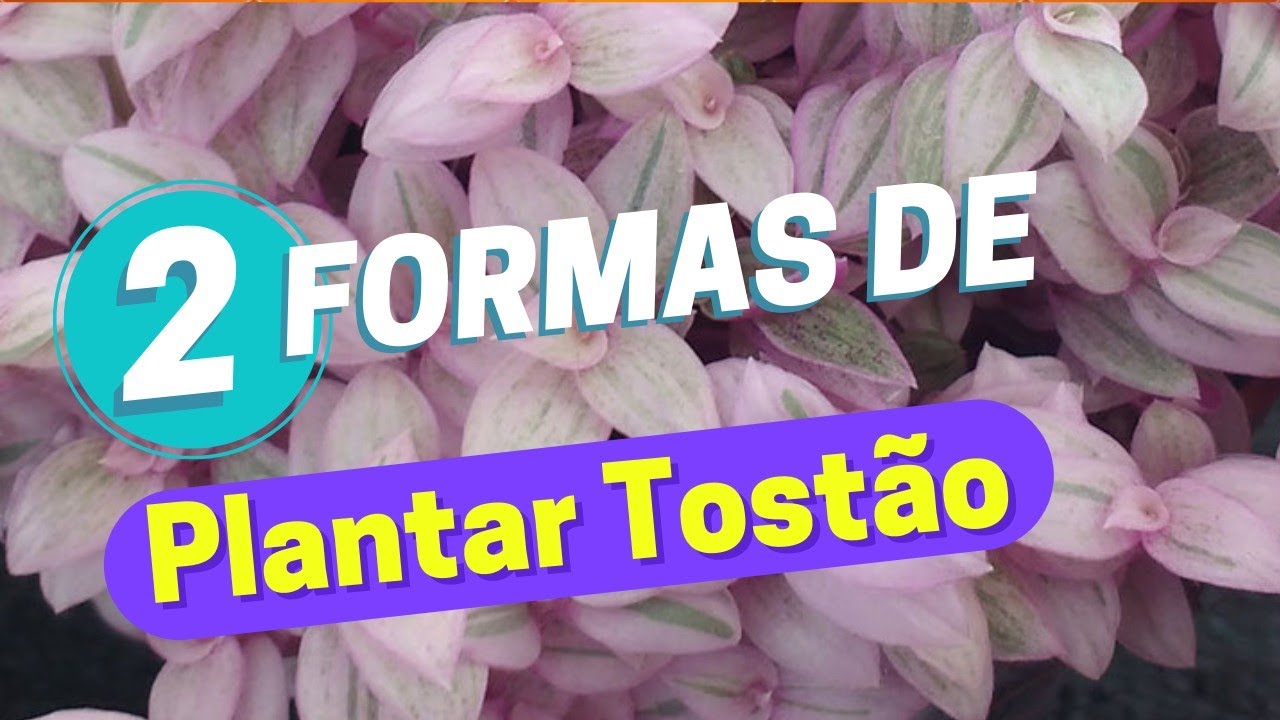 Como plantar Tostão de duas formas fácil, fácil; mais dicas de cultivo.