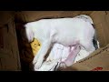 a mother giving birth but suddenly tje other kitten died