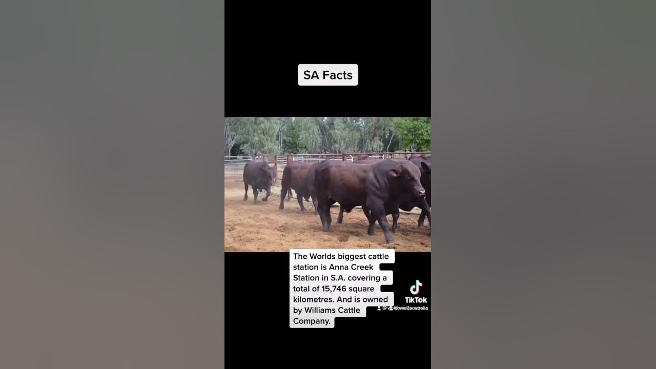 Anna Creek Station, Worlds biggest cattle station, South Australia YouTube