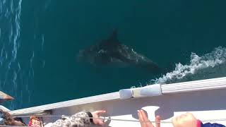 Delfini di Roma in barca a vela- Dolphins in Rome from a sailing boat by Oceanomare Delphis 818 views 4 years ago 53 seconds