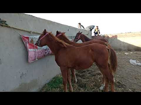 اسعار الحصان في سوق قطور الدولي سعر الحصان الفلسطيني في سوق قطور الدولي الجمعه