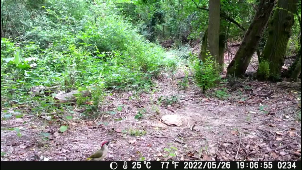 Test Fototrappola Action Bear 2,7k FullHD 30 fps giorno/daylight