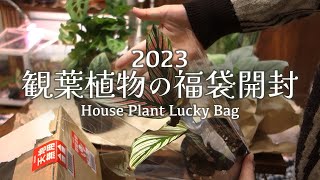 【Plant】SUB│観葉植物の福袋開封│植物紹介