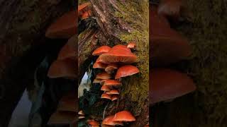 Moments in #amazingnature 11 - #Shorts Mindfulness Meditation - Johnnie Lawson #naturesounds - Fungi
