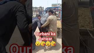 Qurbani Janwar loading #cow #animals #shorts
