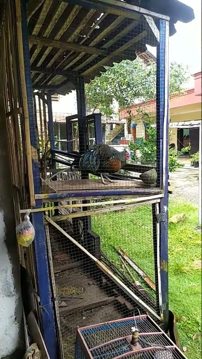 ayam hutan hijau full birahi musim kawin