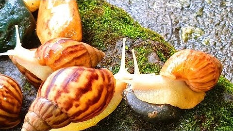 The Unique incredible Locomotion of the snails colonies​ #Snails #SnailColony #SnailLocomotion